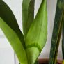 Sansevieria Set Image 4
