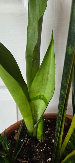 Sansevieria Set