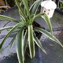 plant.  spider plant Image 2