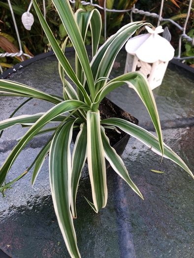 plant.  spider plant
