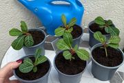 plant of happiness