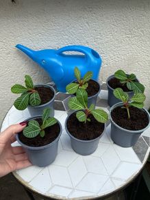 plant of happiness