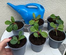 plant of happiness
