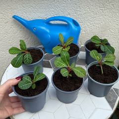 plant of happiness