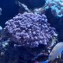Marine Tank Image 5