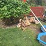 Saxony Ducks Image 4