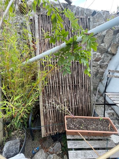 willow fence