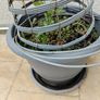Clematis, Obelisk and Pot Image 5