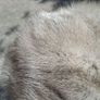 2 X Mid Century Mink Hats(Barnardos) Image 5