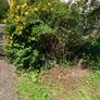 Creeping St. John's Wort (shrub) Image 2