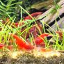 Shrimp and moss Image 3