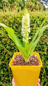 Pineapple Lily Eucomis