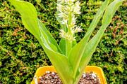 Pineapple Lily Eucomis