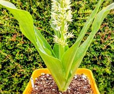 Pineapple Lily Eucomis