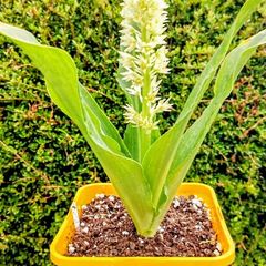 Pineapple Lily Eucomis