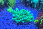 marine tank