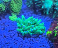 marine tank