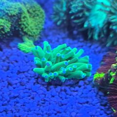 marine tank