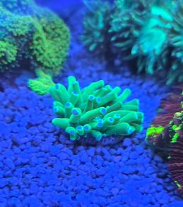 marine tank