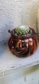 Small otdoor plant