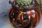 Small otdoor plant