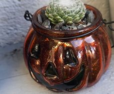 Small otdoor plant