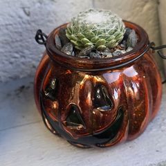 Small otdoor plant