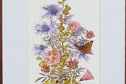 Print of a botanical watercolour painting of West Cork beach flowers