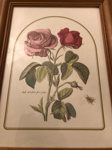 Vintage Rose Botanical Print Framed - Nederlandsch Bloemwerk Cottagecore Wall Art  11.6 inches x 14.8 inches