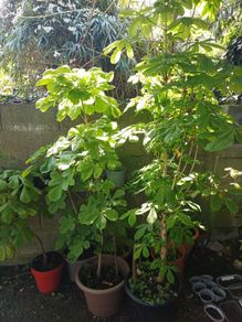 Horse-Chestnut Saplings