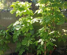 Horse-Chestnut Saplings