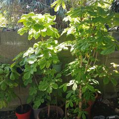 Horse-Chestnut Saplings