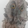 Antique Owl Image 4
