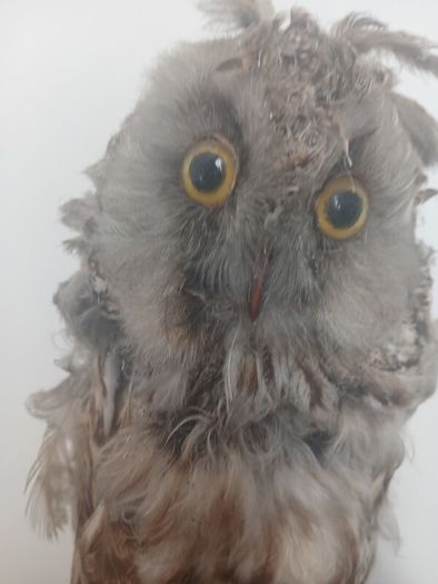 Antique Owl