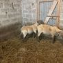 Shearling Rams Image 3