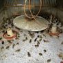 Pheasants and Patridge Image 2