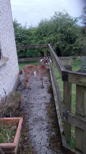 Kid goat male, neutered pigmy male, breeding male