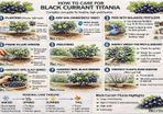 Blackcurrant Titania 7.5-10l pot available now
