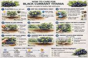 Blackcurrant Titania 7.5-10l pot available now