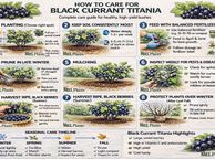 main image for ad Blackcurrant Titania 7.5-10l pot available now