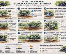 Blackcurrant Titania 7.5-10l pot available now