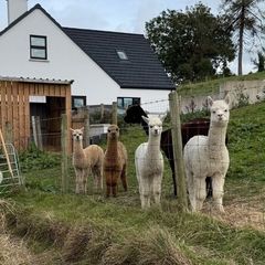 Alpaca