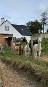 Alpaca