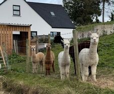 Alpaca