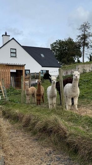 Alpaca