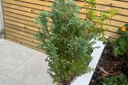 outdoor plant mini tree