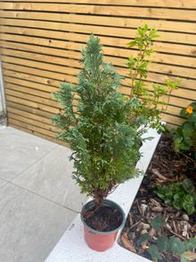 outdoor plant mini tree