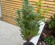 outdoor plant mini tree