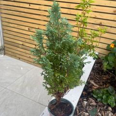 outdoor plant mini tree
