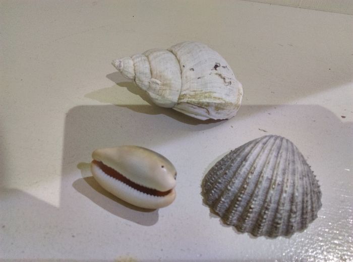 Sea Shells